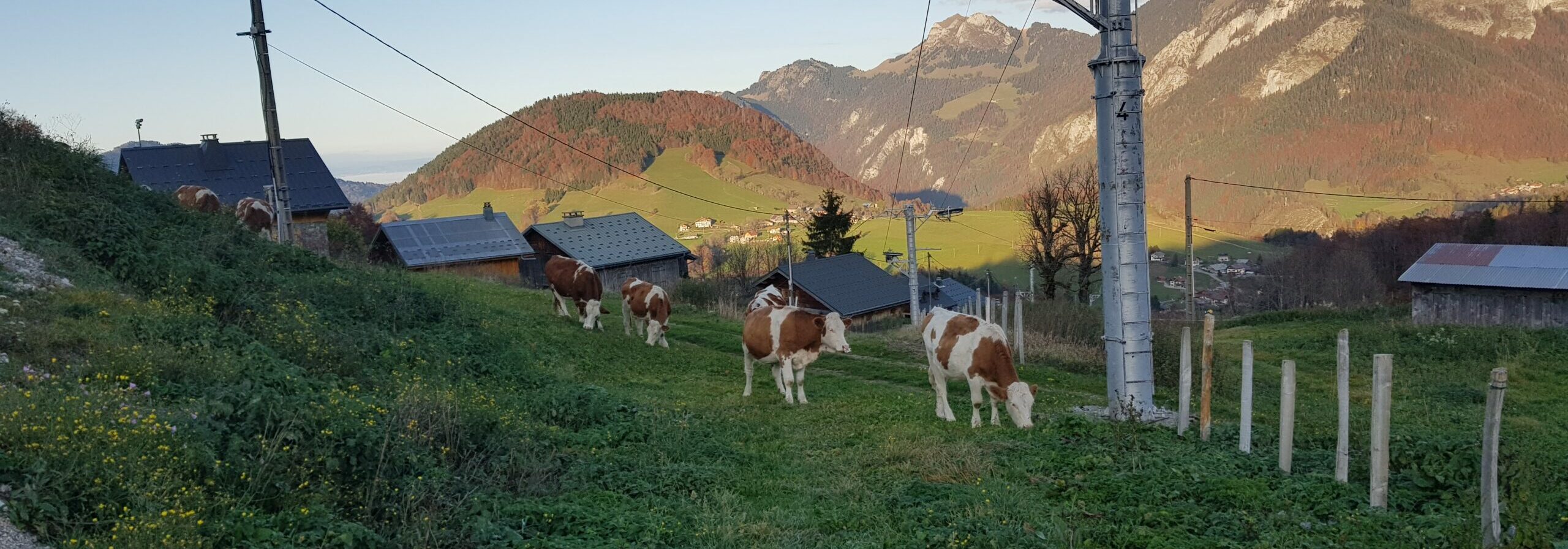 Vaches voyages d'études